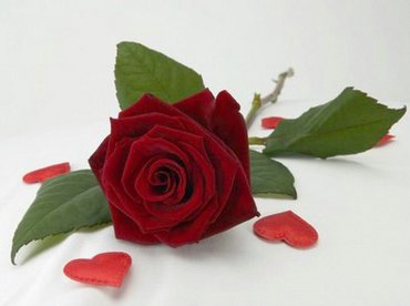 Rose And Hearts